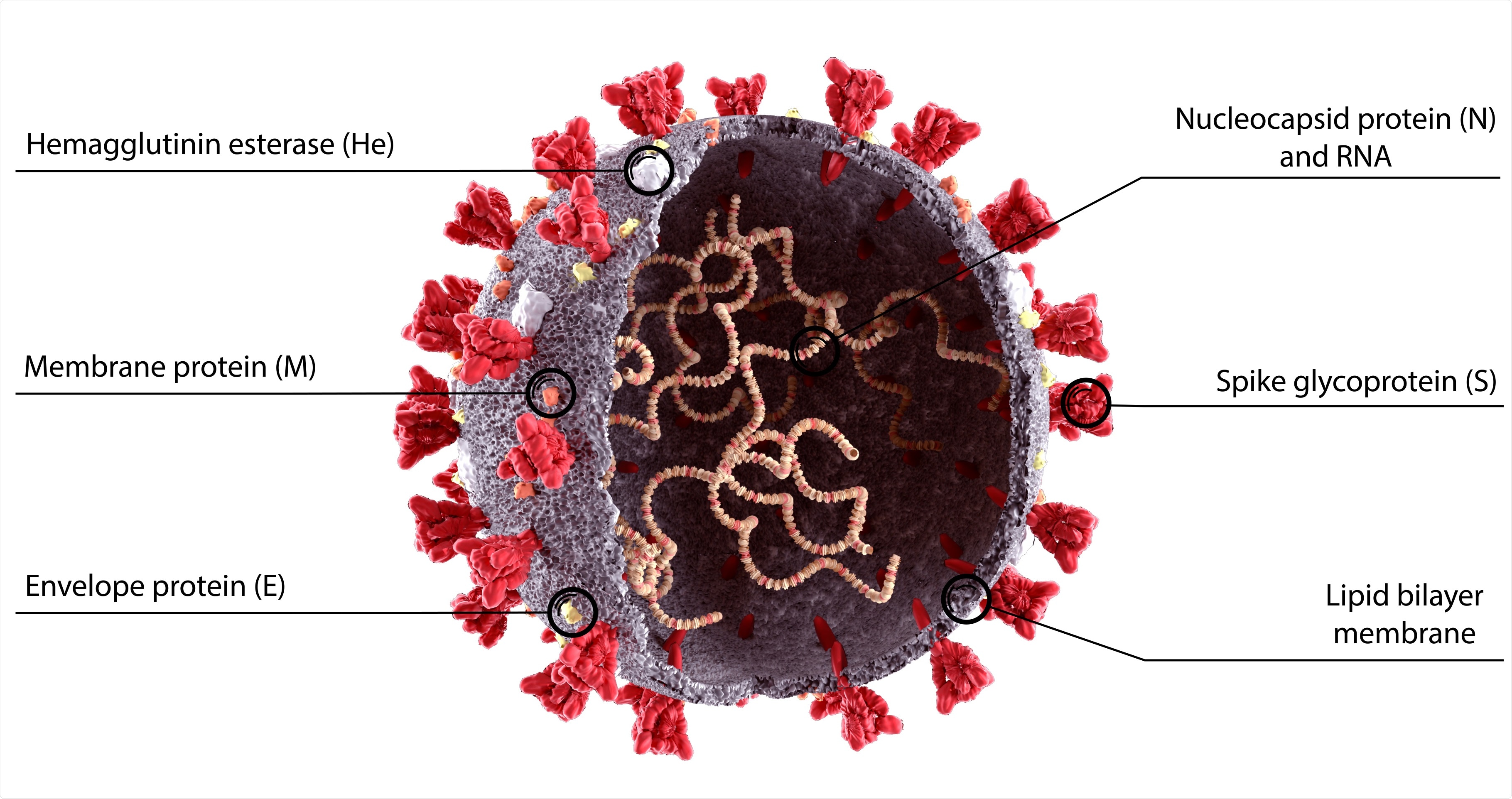 What is delta virus