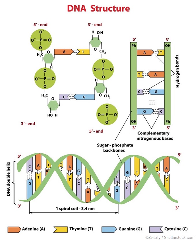 Image result for image of the DNA