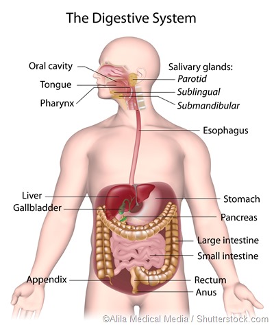 Causes Of Bleeding In The Upper And Lower Gastrointestinal Tract