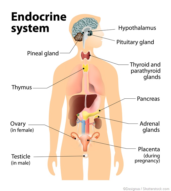 Image result for Endocrine system