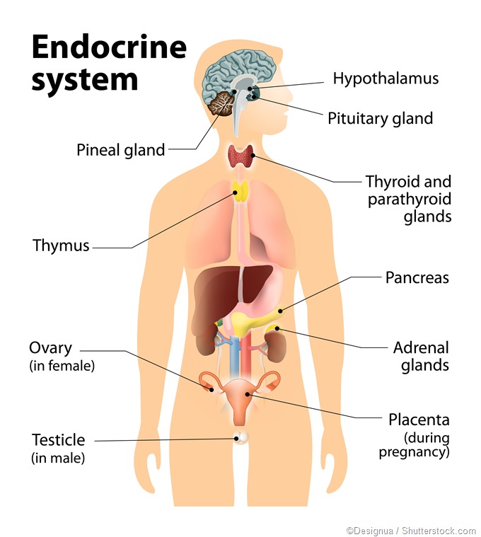 Endocrine organs