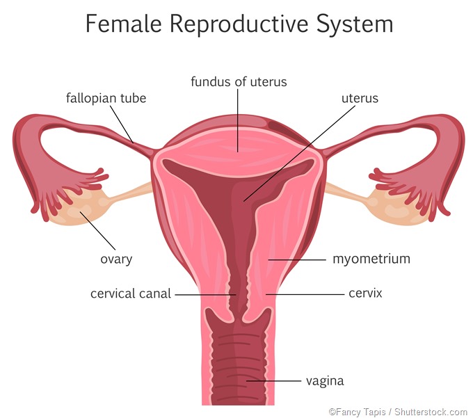image.axd?picture=Female%20reproductive%20system%20 %20Fancy%20Tapis%20 thumb 3