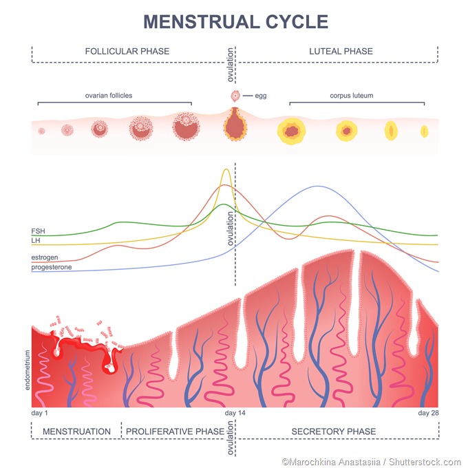 Menstral cycle hormonal control