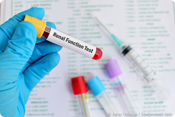 Renal function test