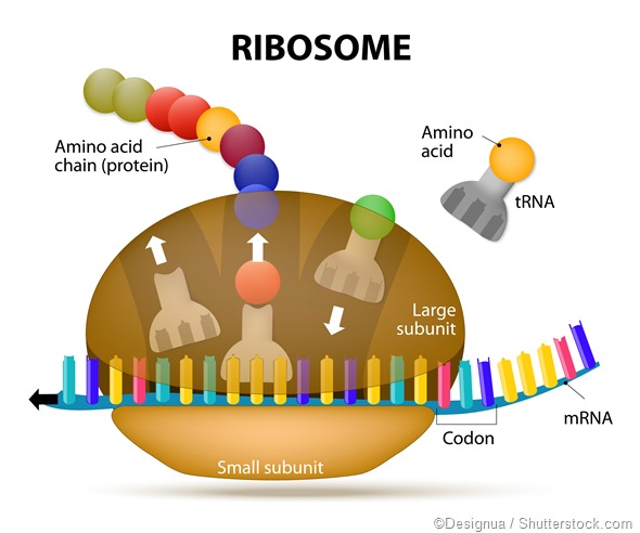Ribosome Function in Cells