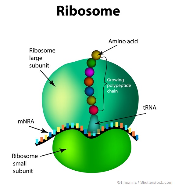 Estructura Del Ribosoma