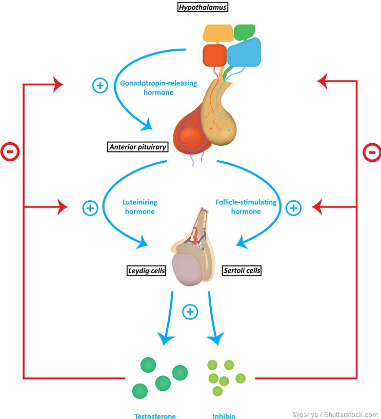 Sperm production hormones