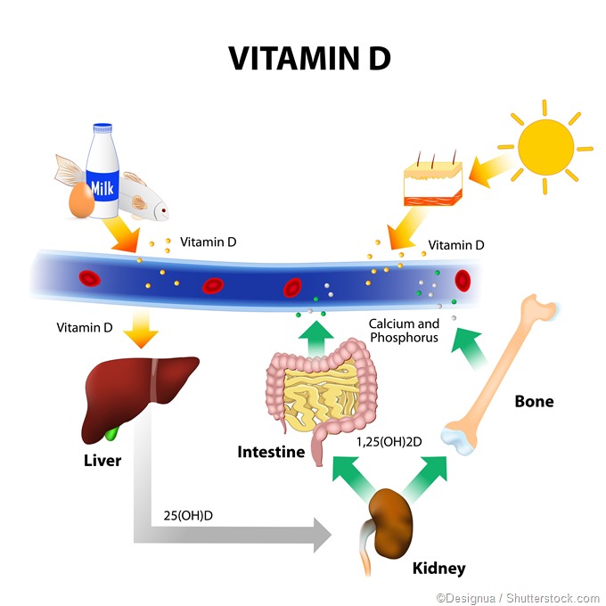 Vitamin D. source and synthesis, UVB radiation illustration