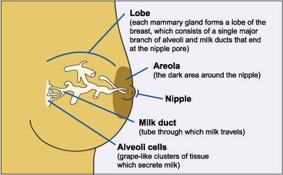 Boob anatomy for big tits Breast Anatomy