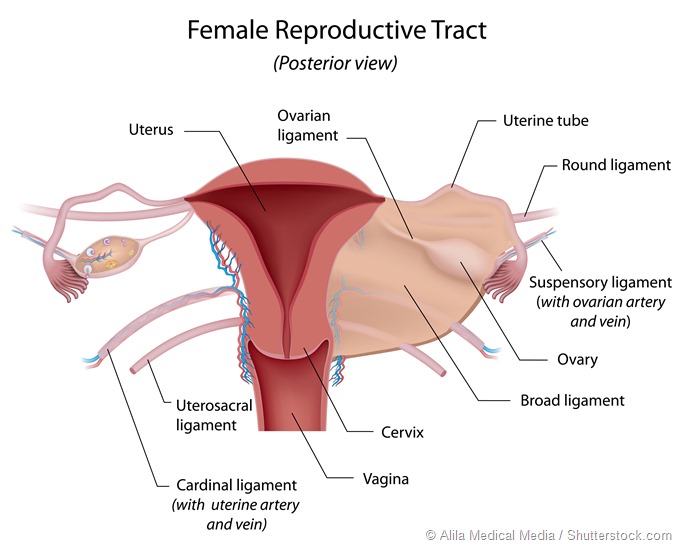 female reproductive organ illustration