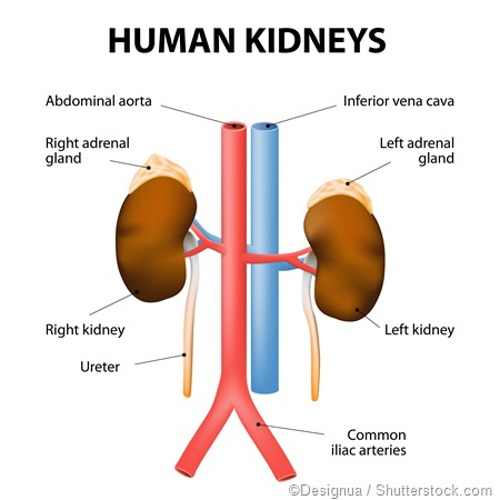 kidney and adrenal gland