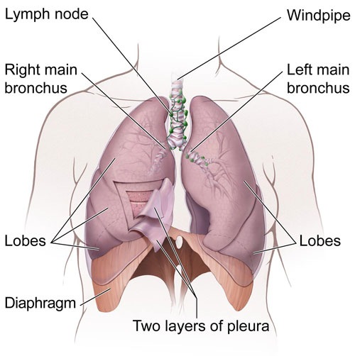 The lungs and nearby tissues