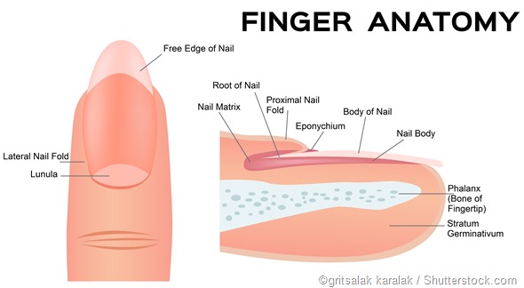 In nail bed