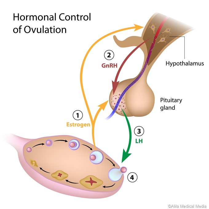 ovulation hormnal control