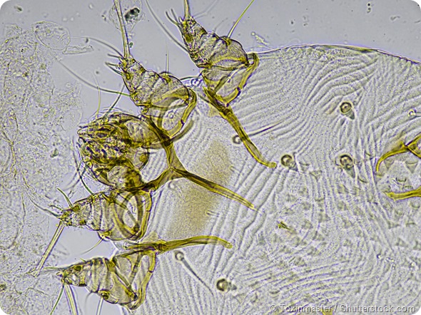 Scabies mite