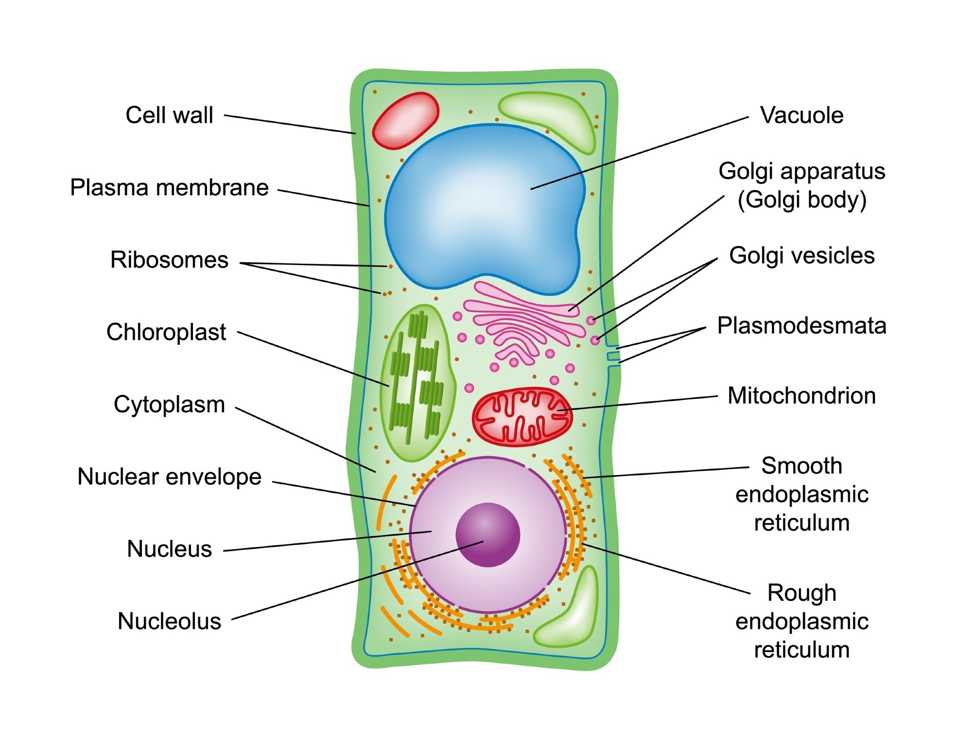 Plant Cell Structure Complete Guide With Diagrams Functions Plant Cell Structure Complete Guide With Diagrams Functions