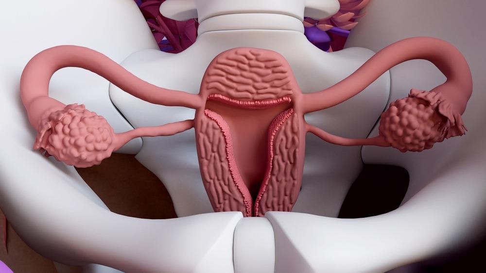 The Biochemistry of the Uterus in Pregnancy