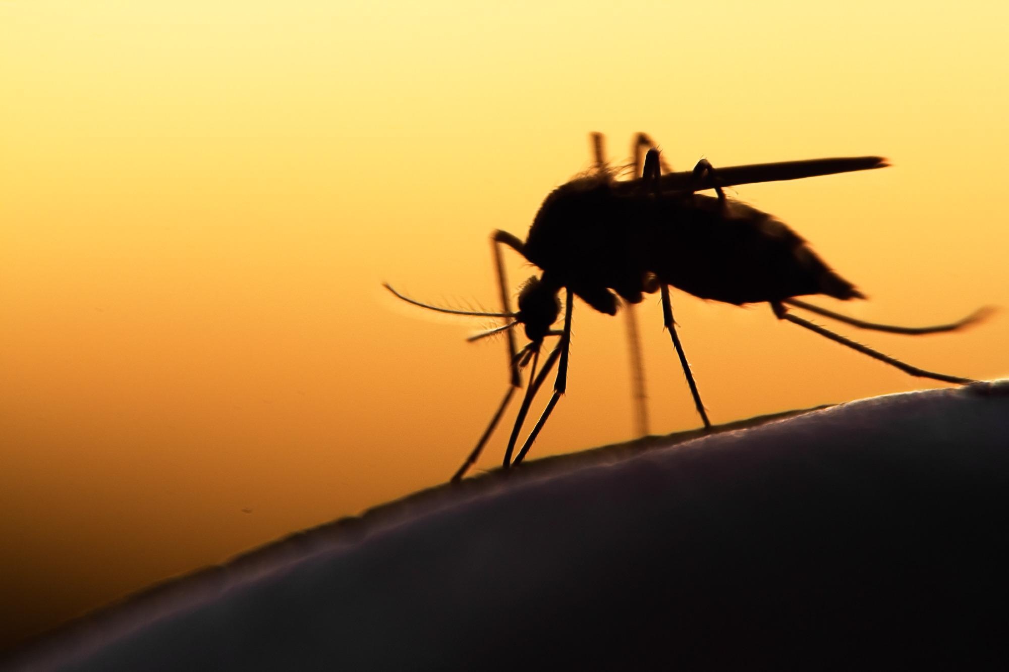What Diseases Can You Get From Mosquitoes?