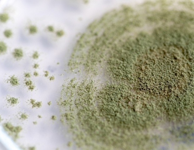 Koji Fungus Benefits For Cholesterol, Immunity, And Metabolism