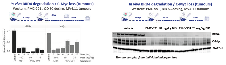 Ligase X degraders show effective in vivo degradation of BRD4 in mouse xenografts