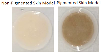 Advancing skin care innovation with bioengineered skin equivalents