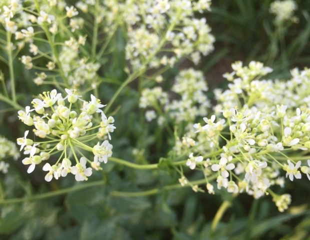 Shepherd’s Purse and Women’s Health: Abnormal Bleeding, Hormones, and More