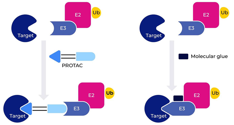 Advancing PROTAC development through innovative preclinical model systems