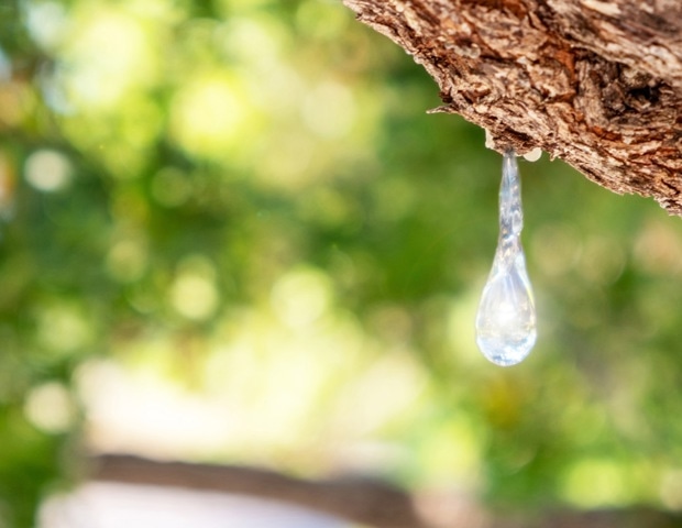 Mastiha Resin Benefits for Gut Health, Inflammation, and Immune Function