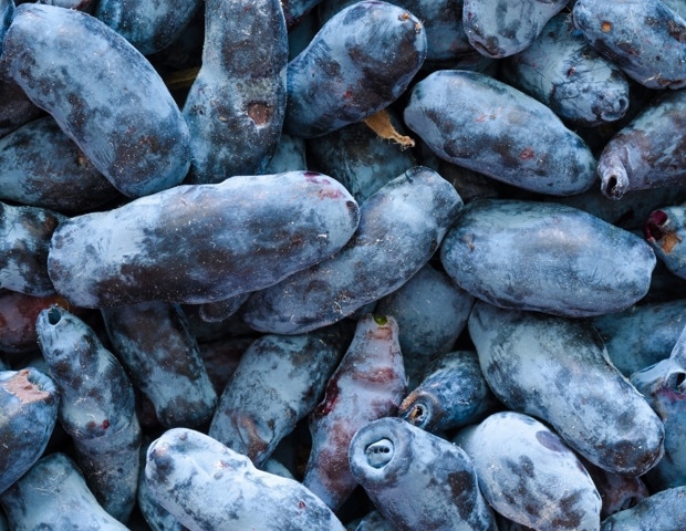 Haskap Berry Benefits: Anthocyanins, Brain Health, and Cardiovascular Effects