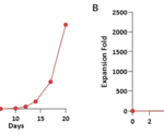 Flexible cell media to support diverse immune cell subpopulations