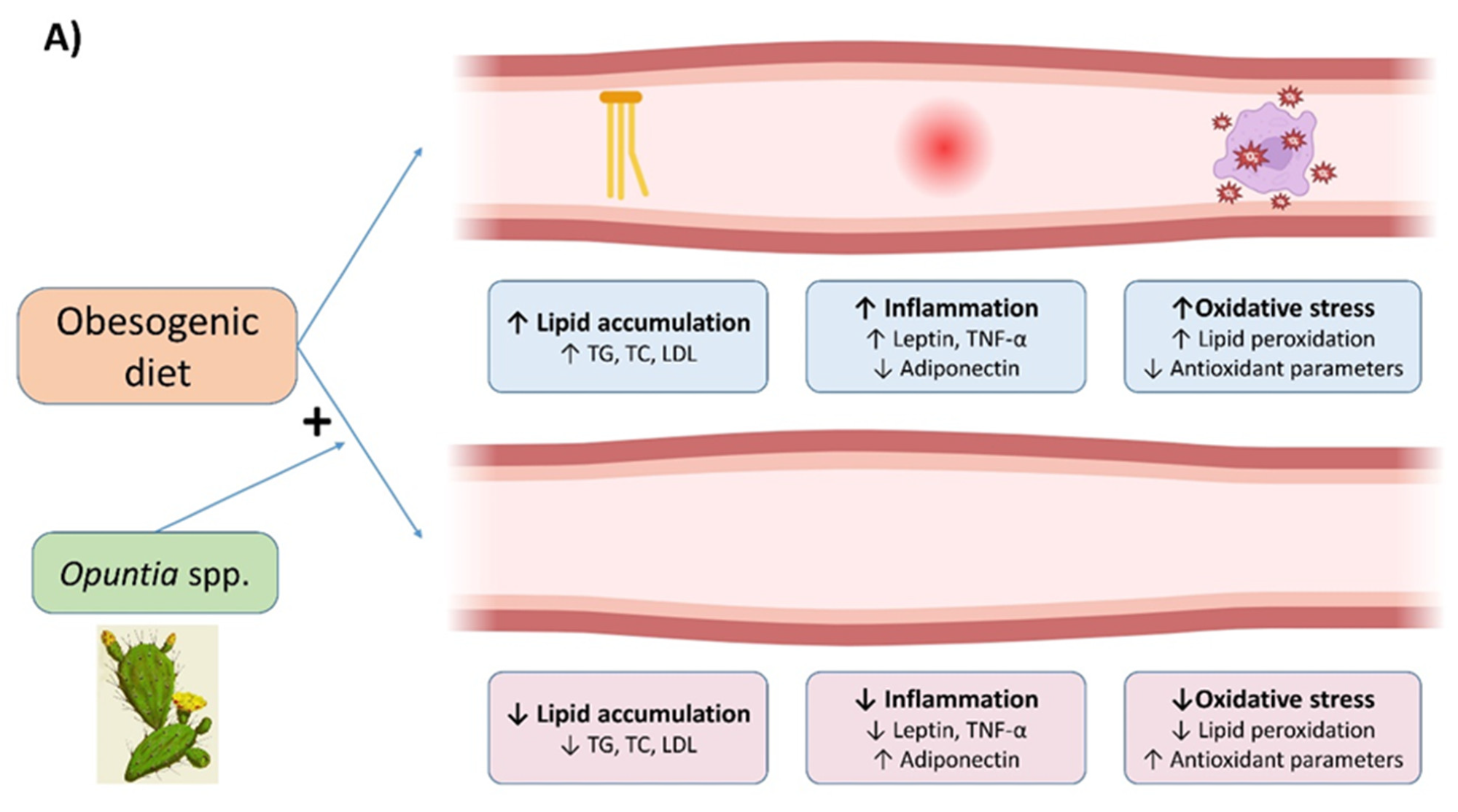 Graphical summary of the beneficial effects of Opuntia spp. in plasma.9