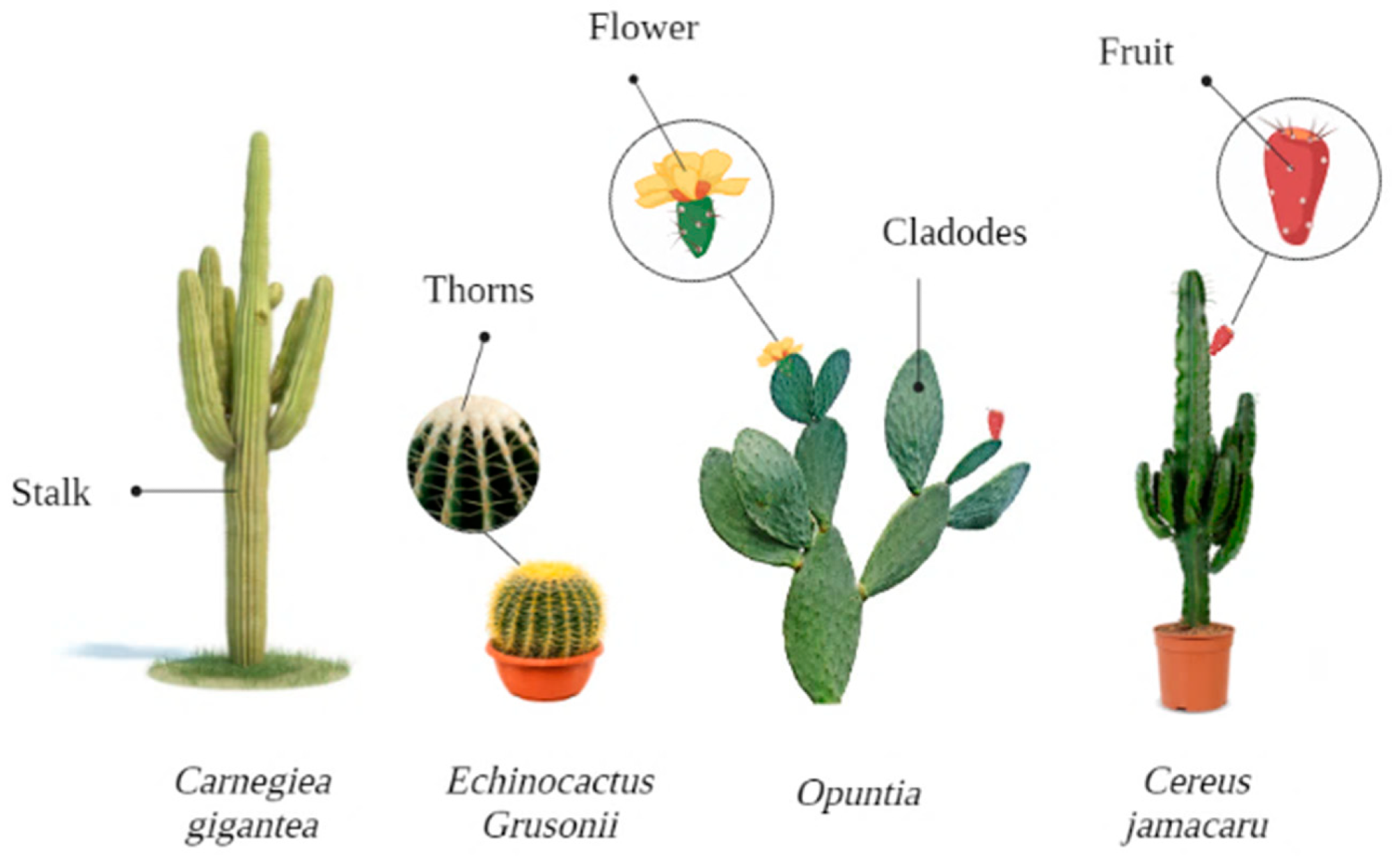 Morphological diversity of the main cactus species.