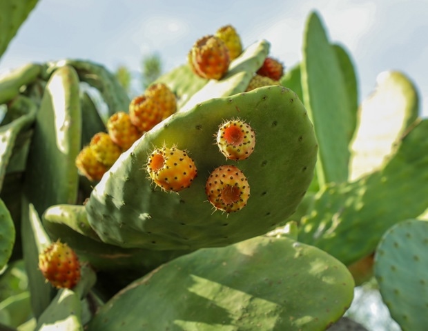 Can Edible Cactus Improve Blood Sugar and Cholesterol? A Scientific Review