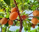 Health Benefits and Nutritional Value of Mamey Sapote