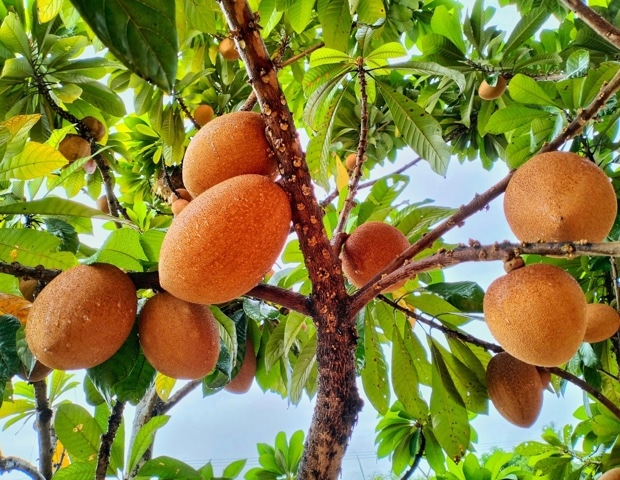 Health Benefits and Nutritional Value of Mamey Sapote