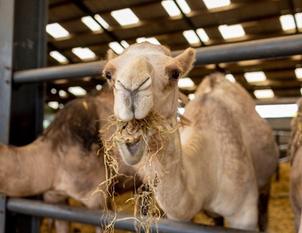 Camel Milk Nutrition Facts and Potential Health Benefits Explained