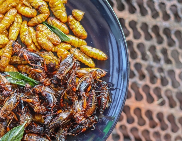 Edible Insects as Food: Nutritional Benefits, Safety, and Environmental Impact