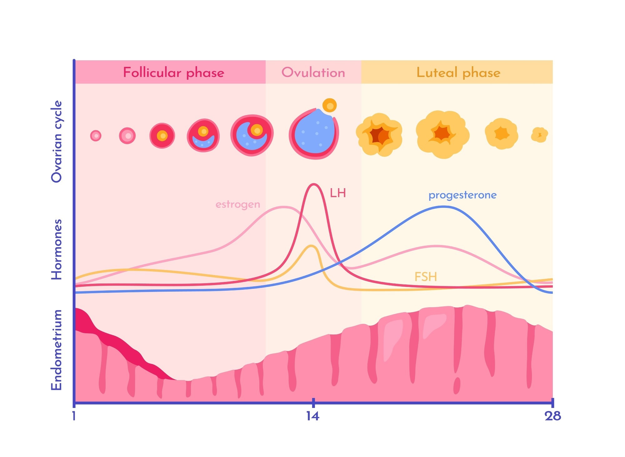 Graph with menstrual cycle and corresponding hormone fluctuations.