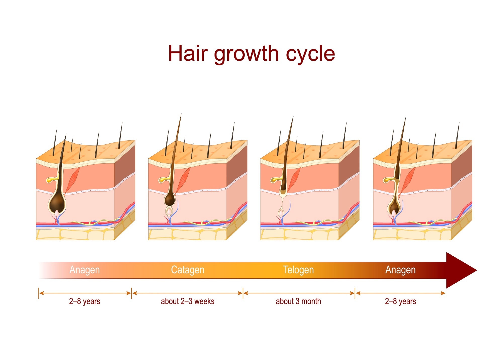 Phases of hair growth cycle.