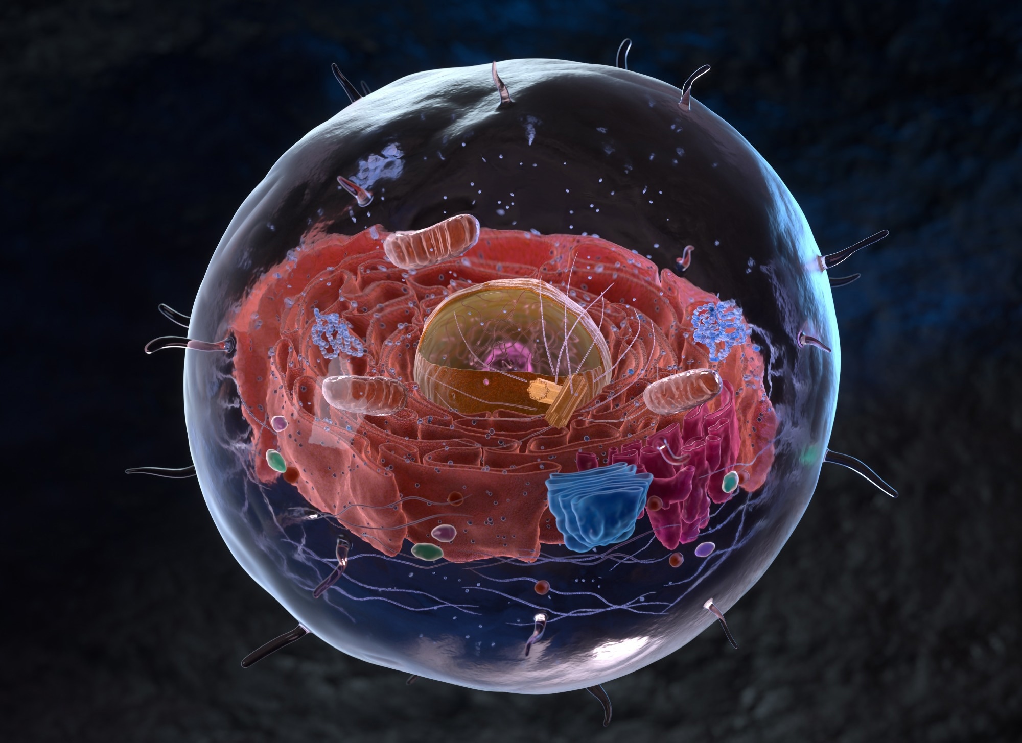 Organelles inside an Eukaryote or eukaryotic cell. 3d illustration