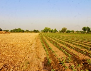 Can Climate-Resilient Crops Improve Human Nutrition?