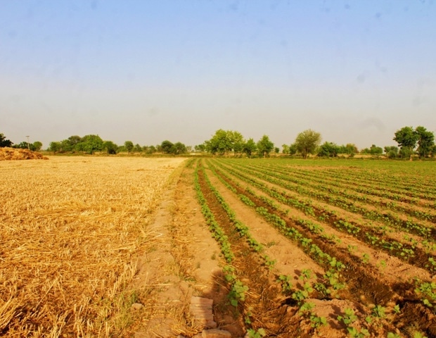 Can Climate-Resilient Crops Improve Human Nutrition?