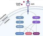 Decoding BRAF inhibitor resistance through cell panel screening and bioinformatics