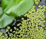 Duckweed Protein Benefits: Is This Aquatic Plant a Sustainable Superfood?