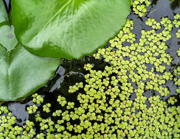 Duckweed Protein Benefits: Is This Aquatic Plant a Sustainable Superfood?