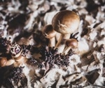 What is Mycelium? Health Benefits, Nutrition Facts, and Sustainability Explained
