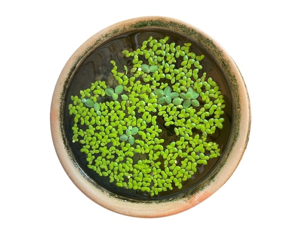 Why Mankai (Wolffia globosa) Is Emerging as a Functional Food for Metabolic Health