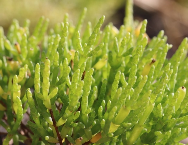 What Is Salicornia? Health Benefits, Nutrition Facts, and Salt Substitute Potential