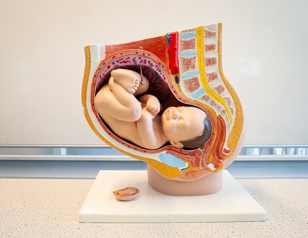 How the Placenta Predicts Lifelong Health and Disease Risk