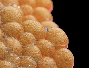 Cell-Cultured Fat and Its Role in Improving Flavor and Texture of Alternative Meat Products